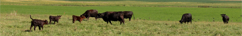 Koors Cattle Company